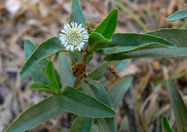 top-10-traditional-herbs-to-treat-hair-fall