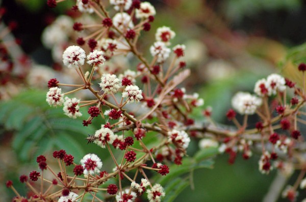 Herbs to Treat Hair Fall